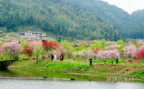 賞花踏春游