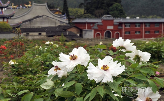 賞花踏春游