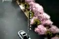 今秋你我 共賞優(yōu)雅 日產(chǎn)軒逸唯美廣告